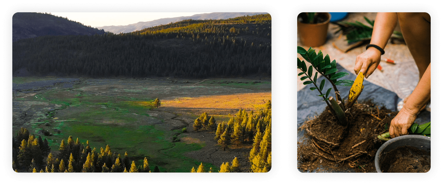 OurForest — Plant trees, for free, while you shop online.